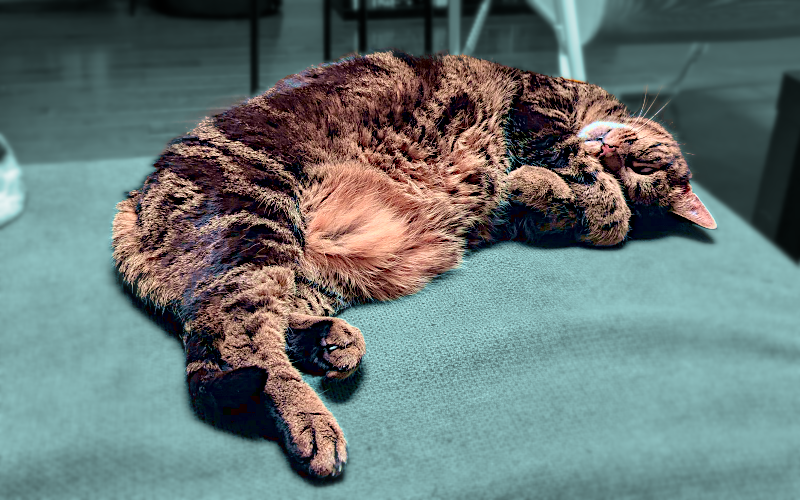 a chonky cat curled up on the couch